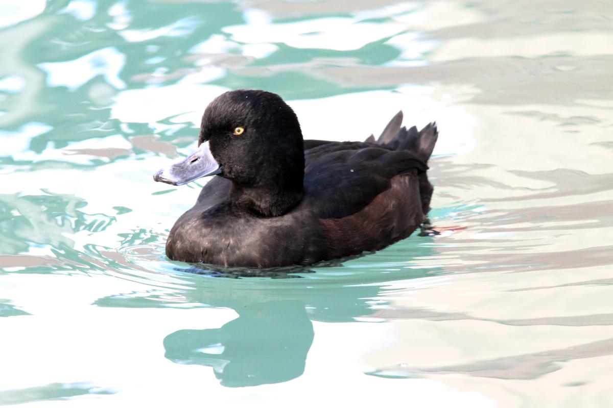 New Zealand Scaup (Aythya novaeseelandiae), Twizel, Twizel, Canterbury, New Zealand, 2014-03-03 New Zealand Scaup (Aythya novaeseelandiae)